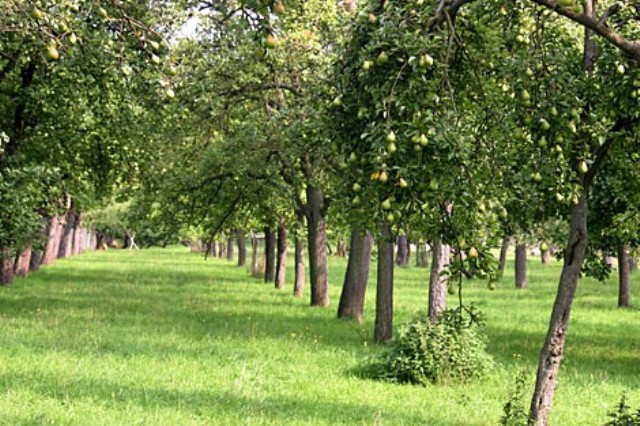 Streuobstwiese II.jpg