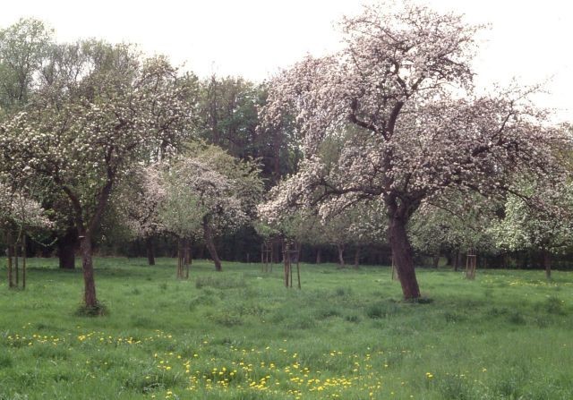 Streuobstwiese.jpg